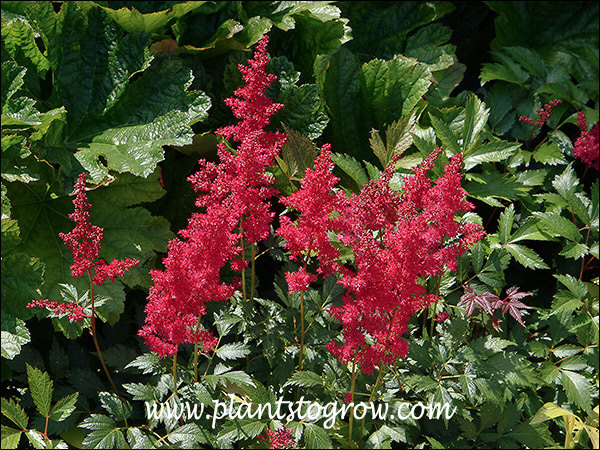 This Astilbe has been in cultivation for along rime.  Has deep red flowers